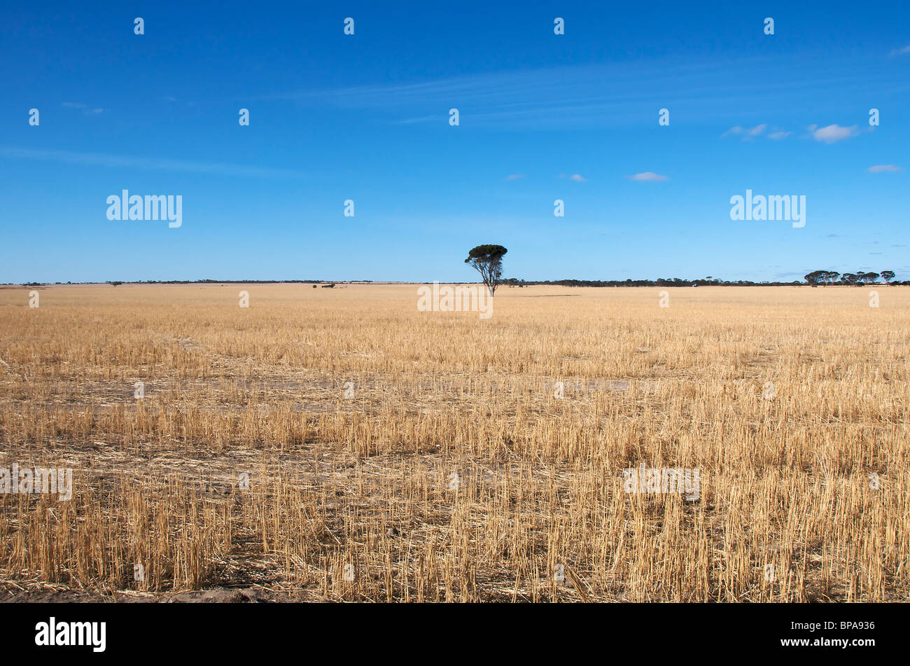 Arid flat grasslands Western Australia Stock Photo