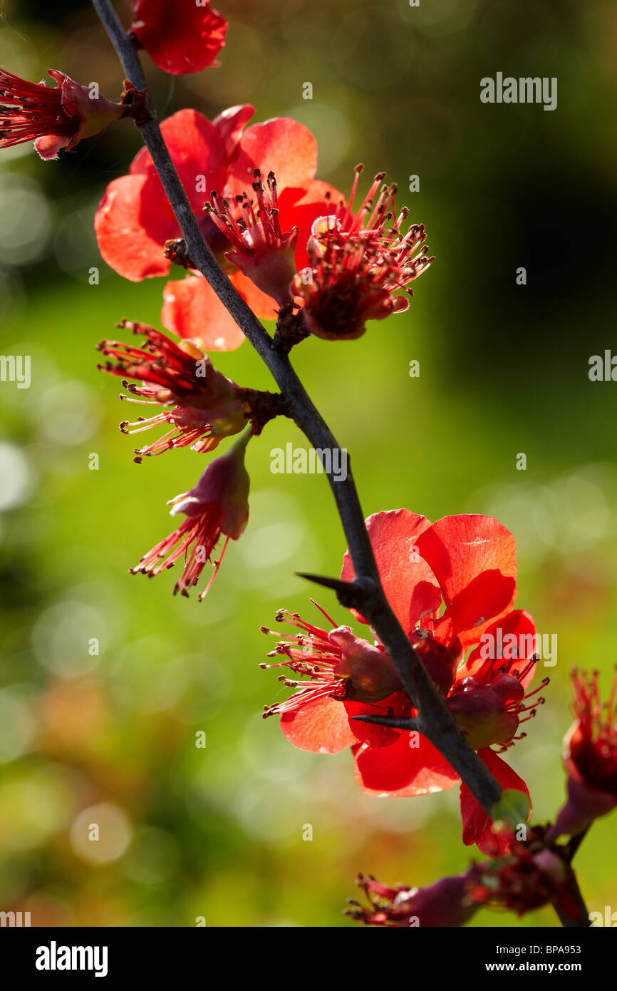 Branch of quince Stock Photo Alamy