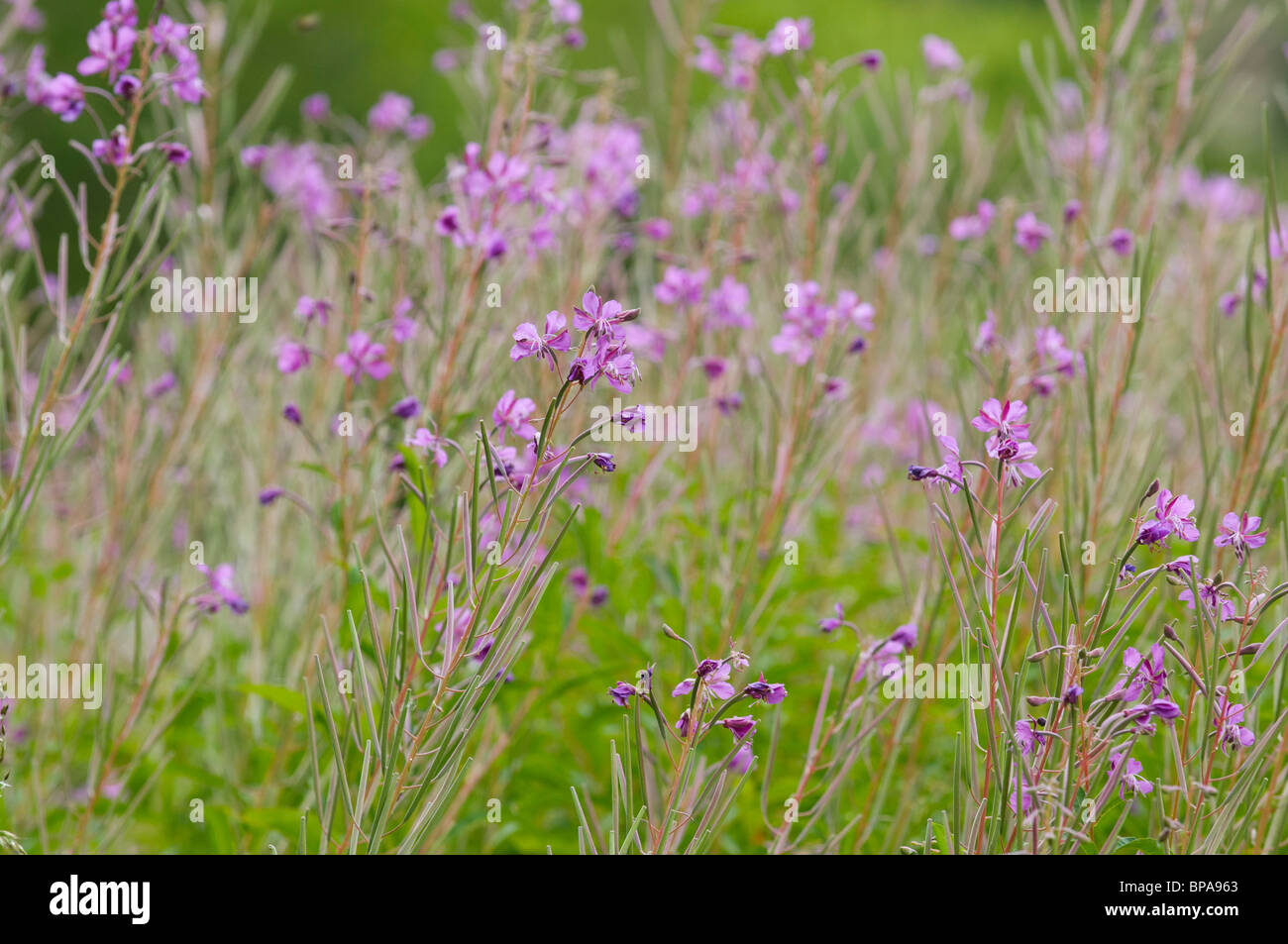 Purple flower extremely common in meadows and pastures fro the Spanish