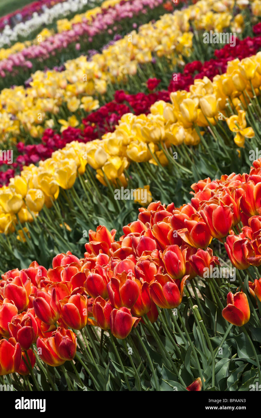 Tulip time festival Dutch Holland Michigan in USA tulips flowers beautiful nobody wallpaper wallpapers phone for mobile images vertical hi-res Stock Photo