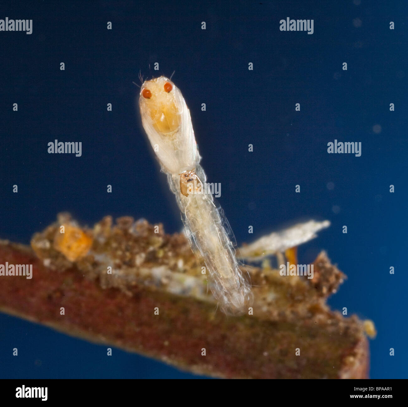 Macro close-up of midge pupa stage floating in water before hatching Stock Photo
