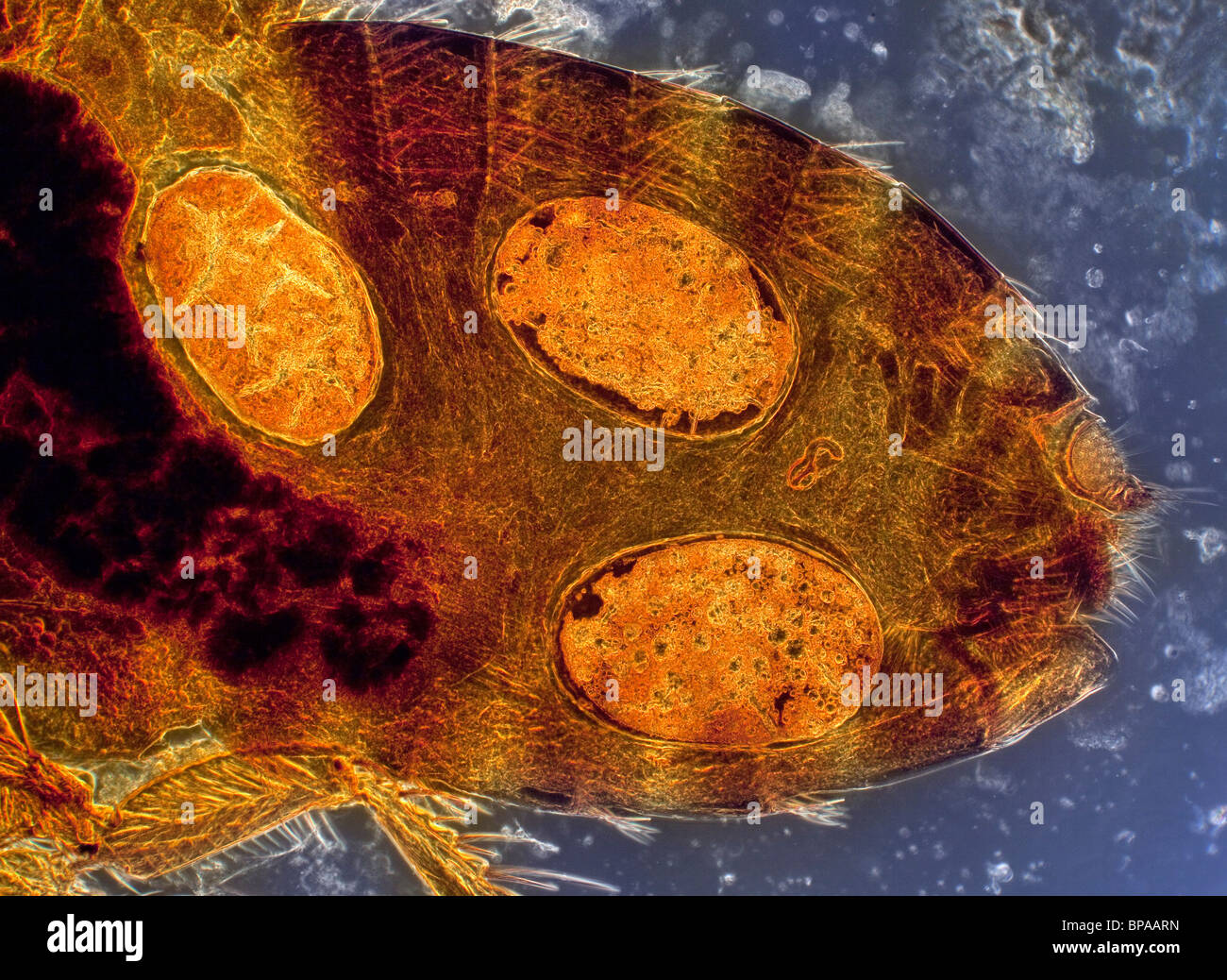 Darkfield photomicrograph of a human flea (Pulex irritans) female, view of abdomen swollen with eggs. Stock Photo