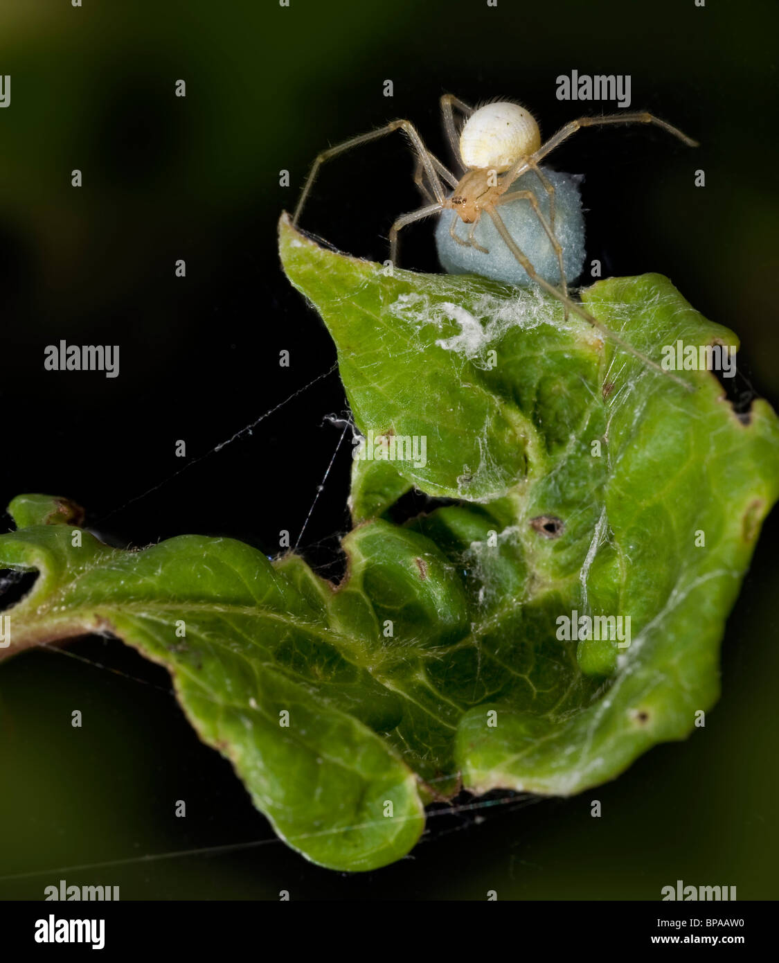 Female comb footed spider, Enoplognatha ovata,  tending its bluish egg sac which is concealed in a rolled up leaf, Stock Photo