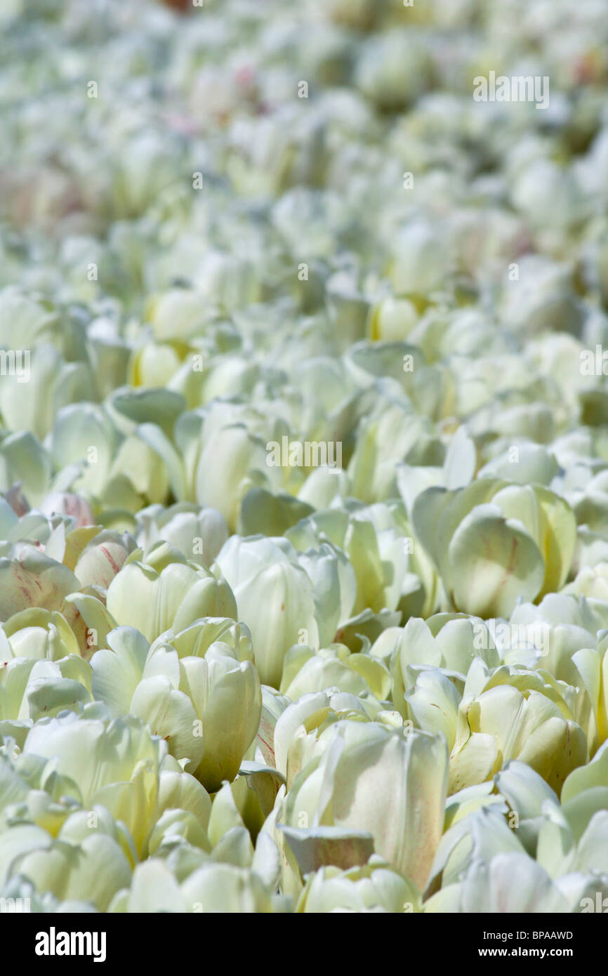 Tulip time festival Dutch Holland  Michigan USA full frame background  white tulips Triumphator above wallpapers mobile for phone wallpaper hi-res Stock Photo