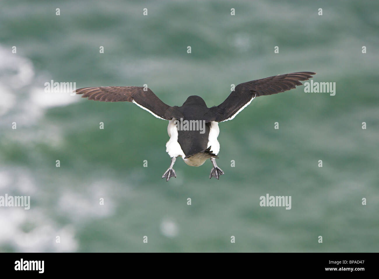 Razorbill Alca Torda in flight along cliff-tops at Fowlsheugh RSPB ...