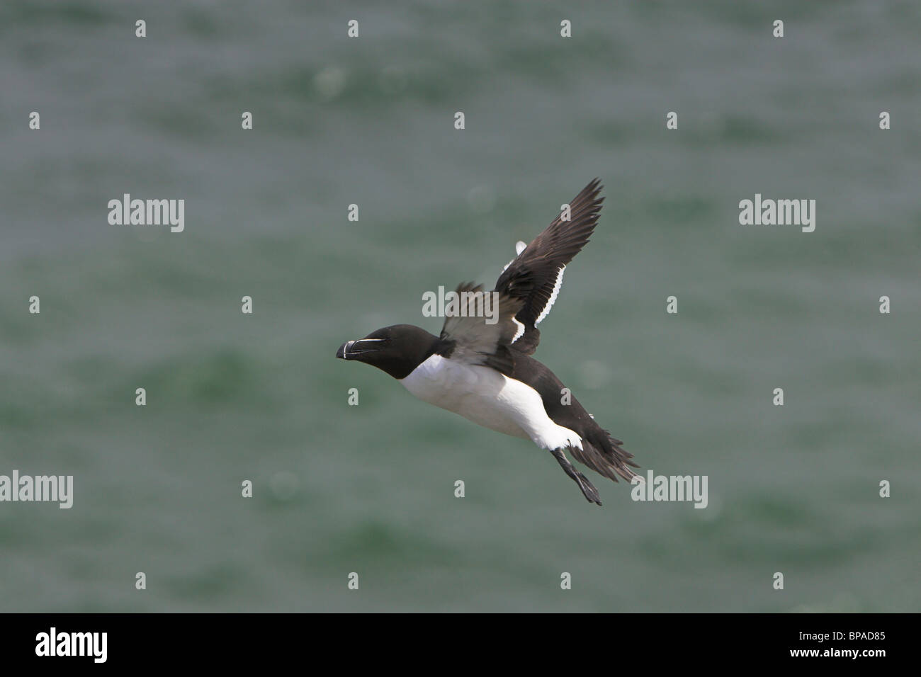 Razorbill Alca Torda in flight along cliff-tops at Fowlsheugh RSPB ...