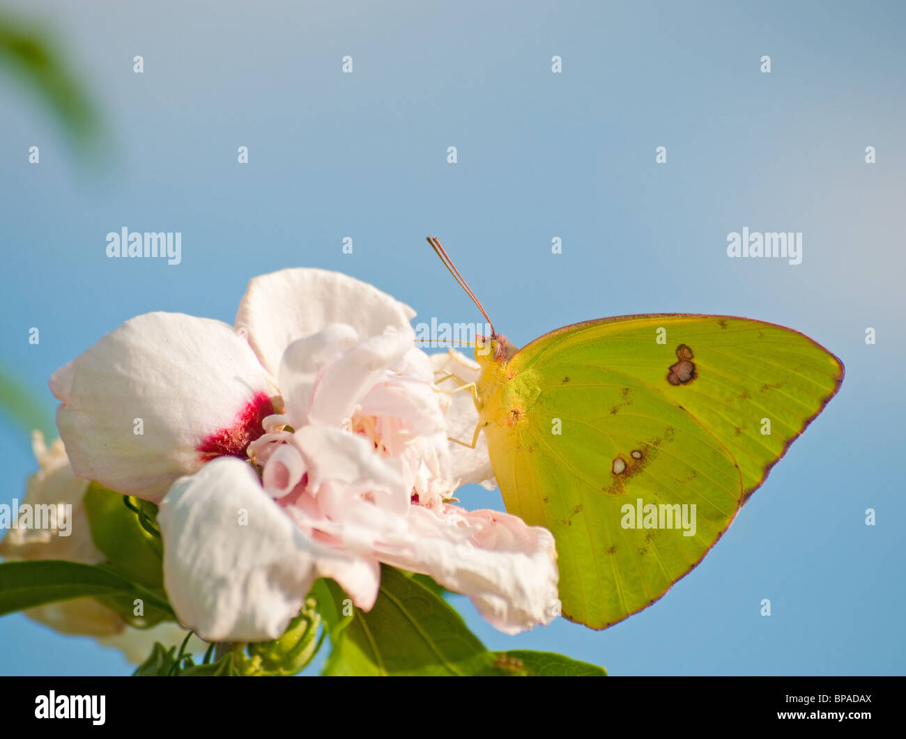 Clouded Sulphur butterfly on Althea flower against blue sky Stock Photo