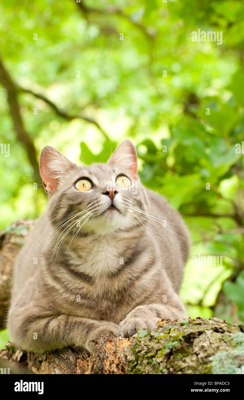 Beautiful blue tabby cat up in a tree Stock Photo
