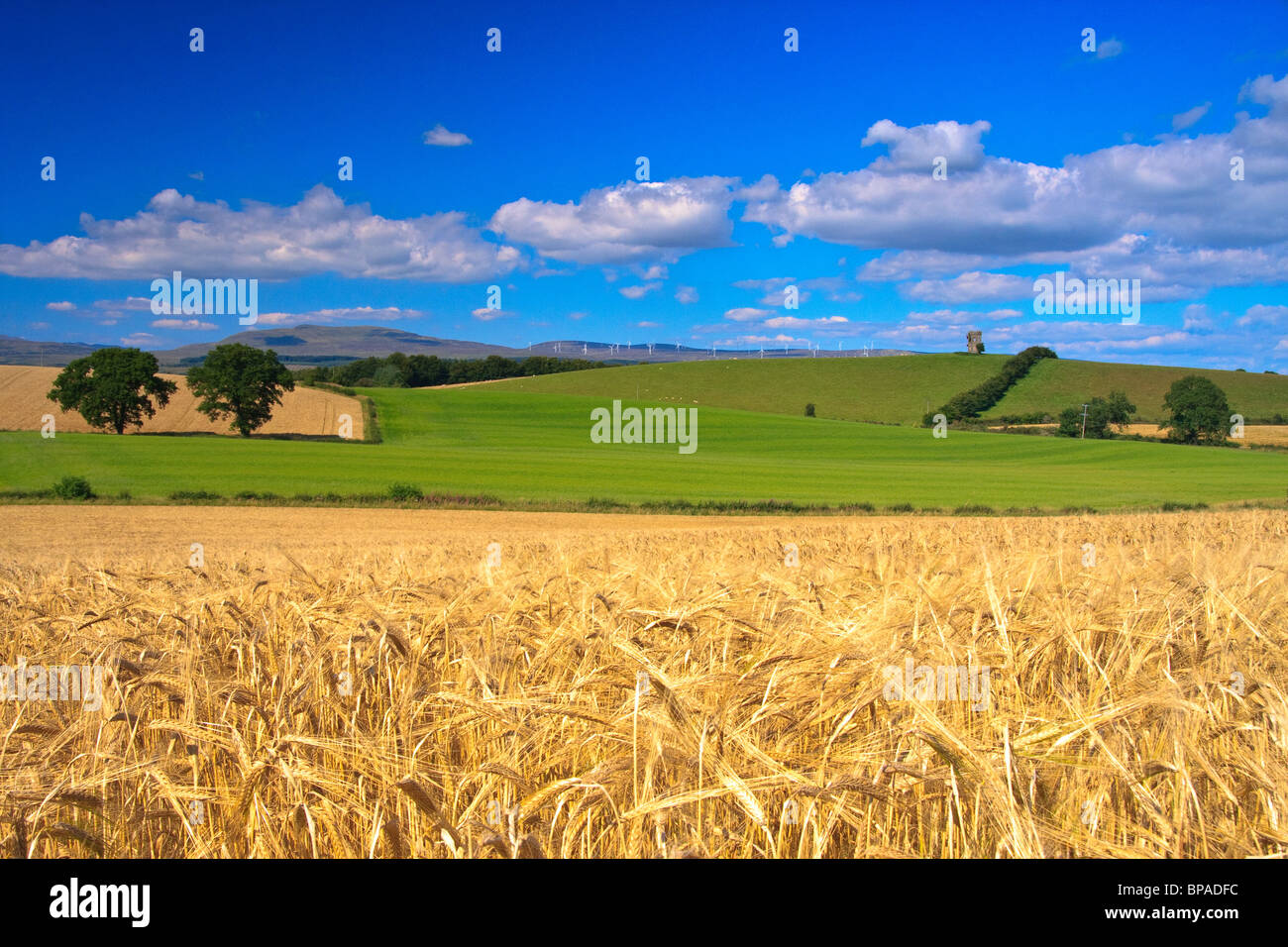 Summer Farmland, with golden wheat in the foreground under blue skies Stock Photo