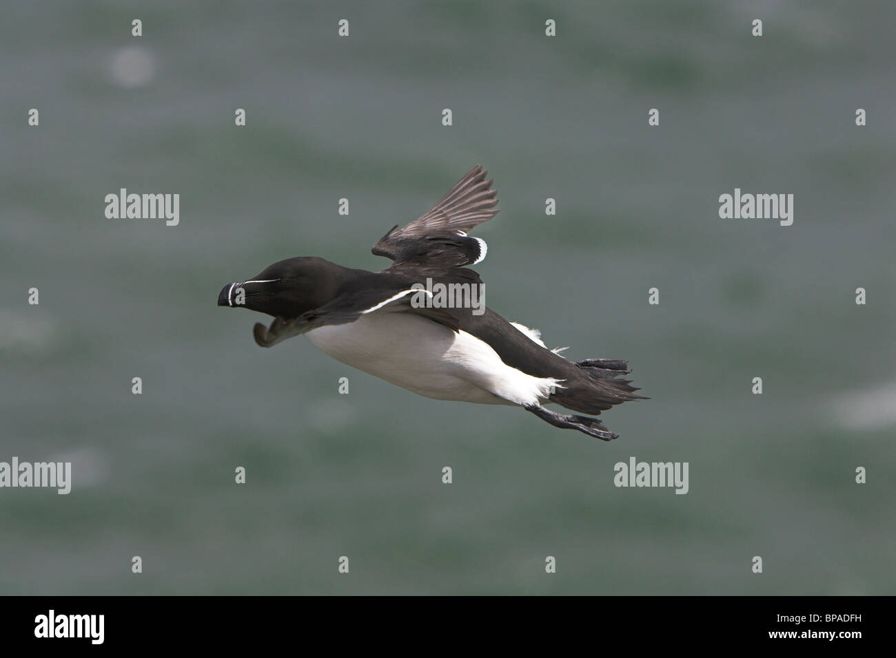 Razorbill Alca Torda in flight along cliff-tops at Fowlsheugh RSPB ...