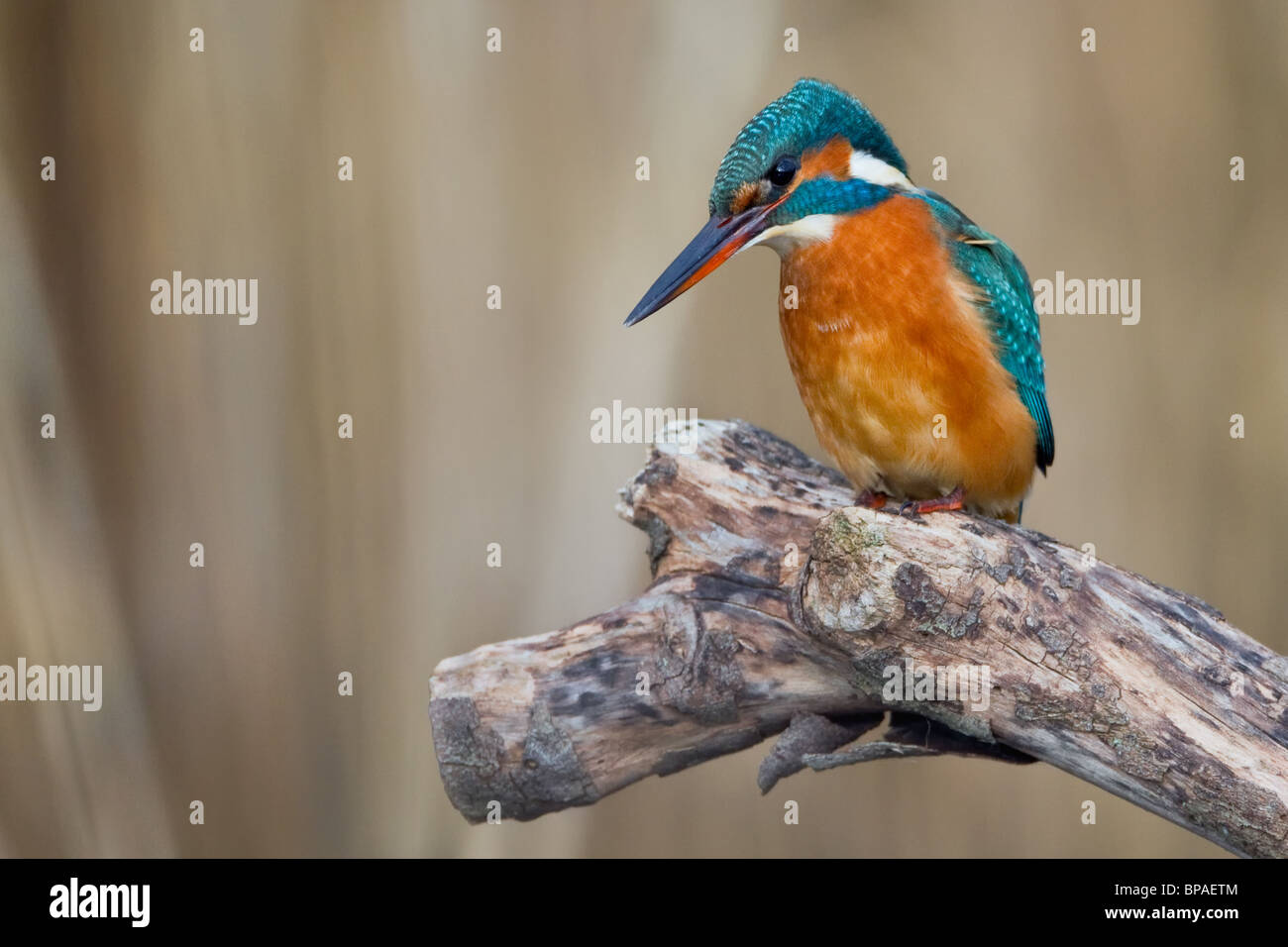 Kingfisher with reed background. Stock Photo