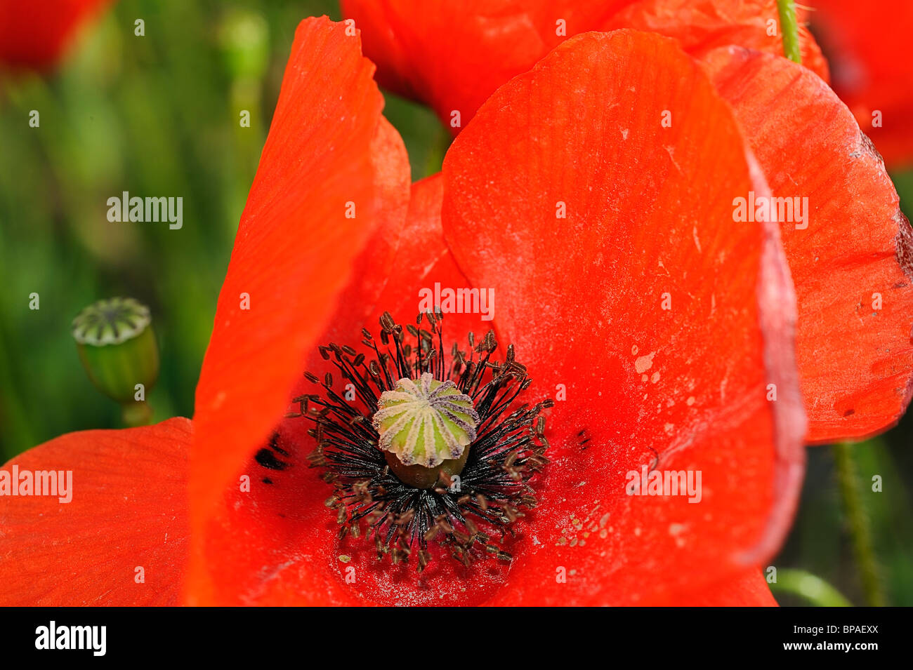 Poppy field france hi-res stock photography and images - Alamy