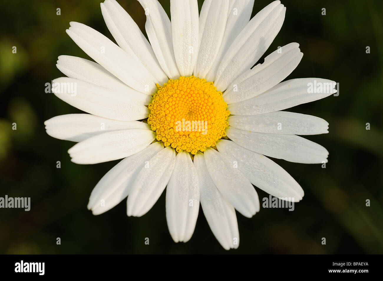 White ox-eye daisy flowers growing in Médoc, Southwest of France Stock Photo