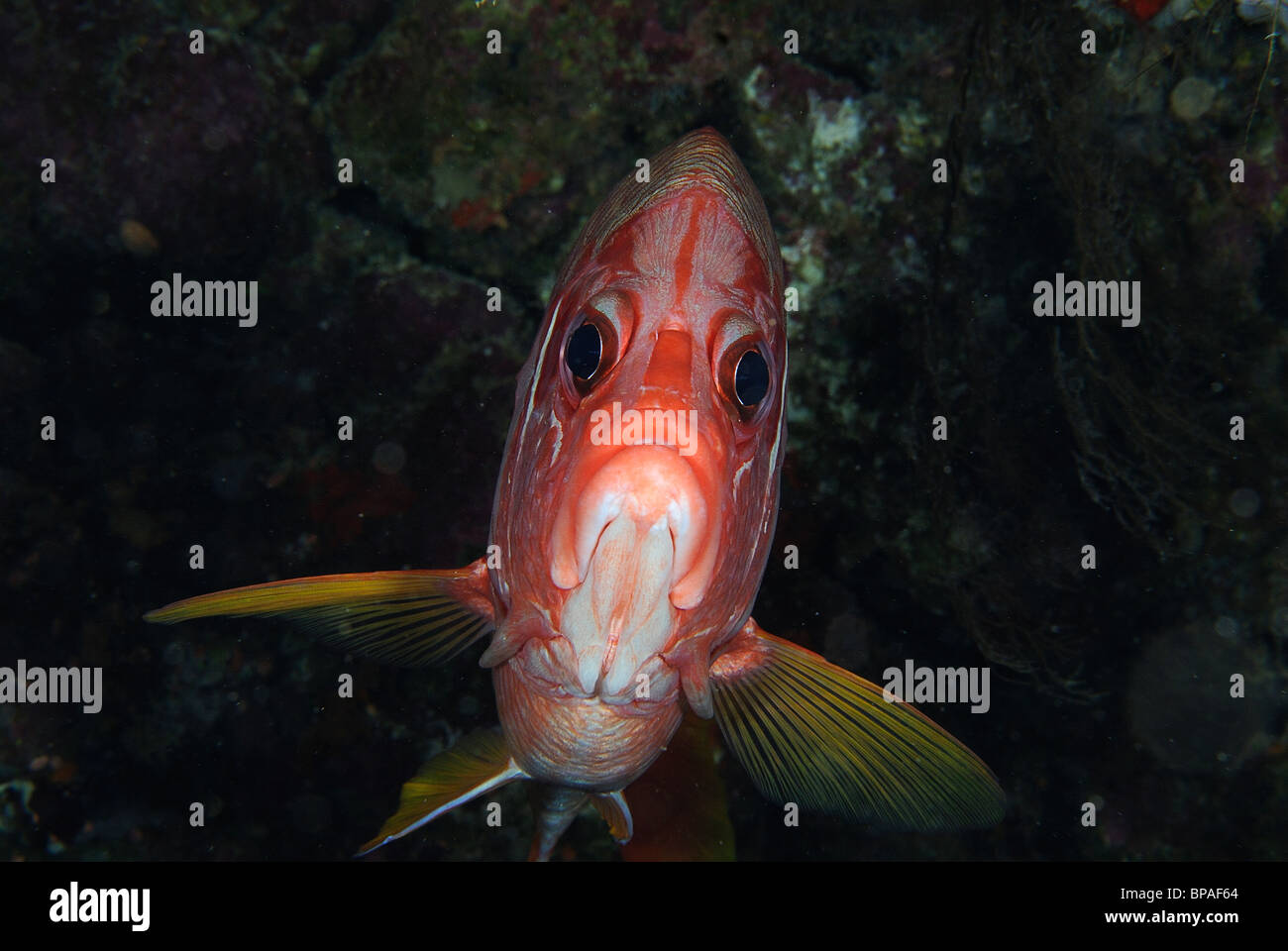 Sabre squirrelfish off Daedalus Reef, off Egypt coast, Red Sea Stock Photo