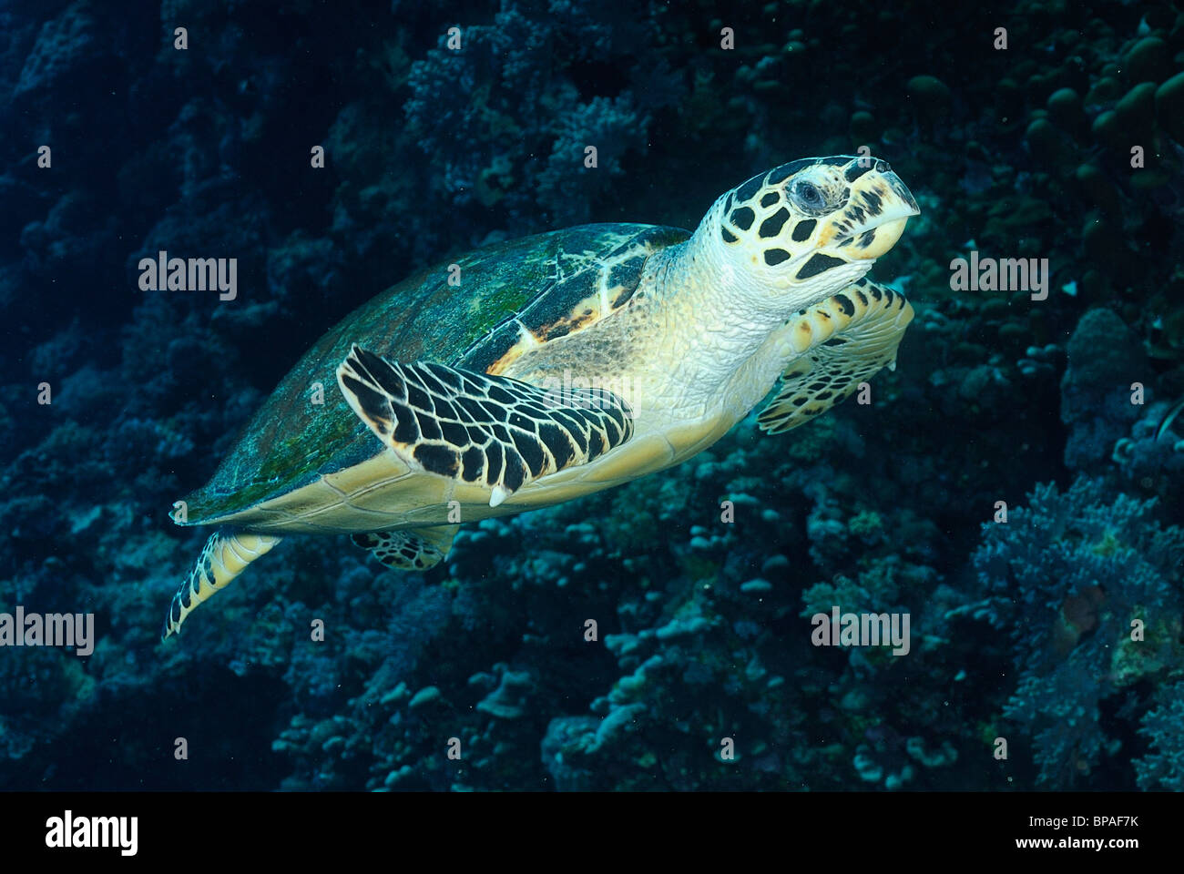Loggerhead turtle off Brothers Islands, Red Sea, off Egypt coast Stock Photo