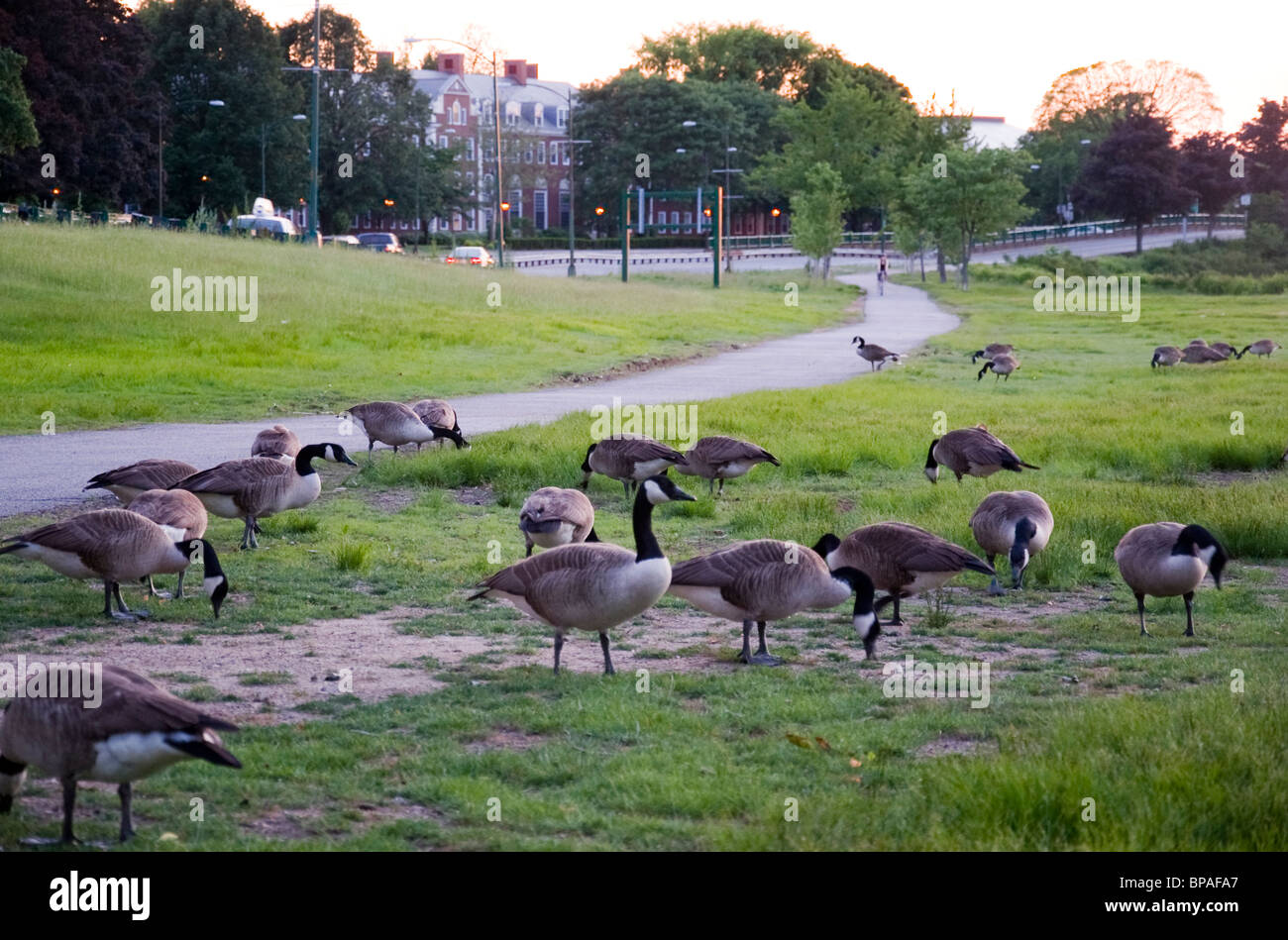 Geese near Storrow Drive in Boston Massachusetts USA Stock Photo