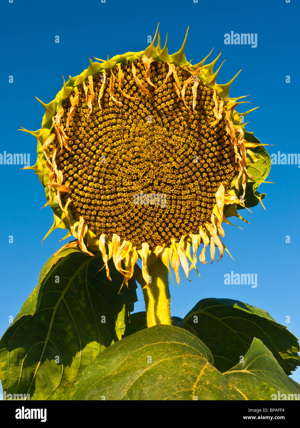 Ripening Sunflower / Helianthus annuus - Indre et Loire, France. Stock Photo
