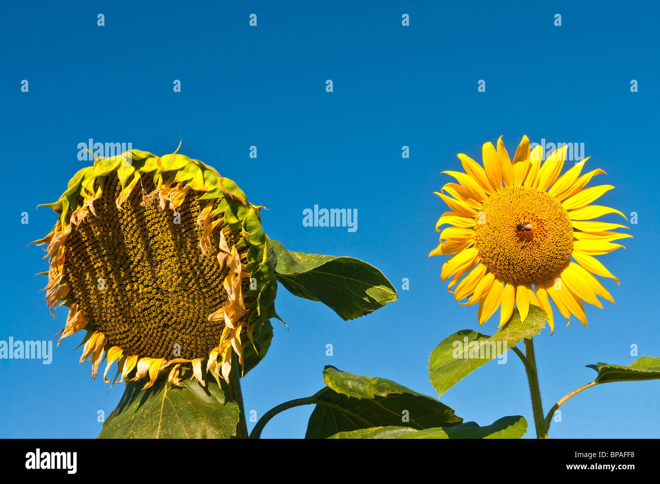 Open and ripening Sunflowers / Helianthus annuus - Indre et Loire, France. Stock Photo