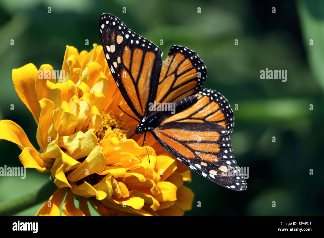 Monarch Butterfly, Danaus plexippus, with wings spread feeding at a ...