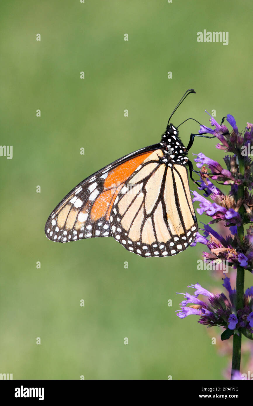 Monarch Butterfly, Danaus plexippus, with wings folded feeding on a ...