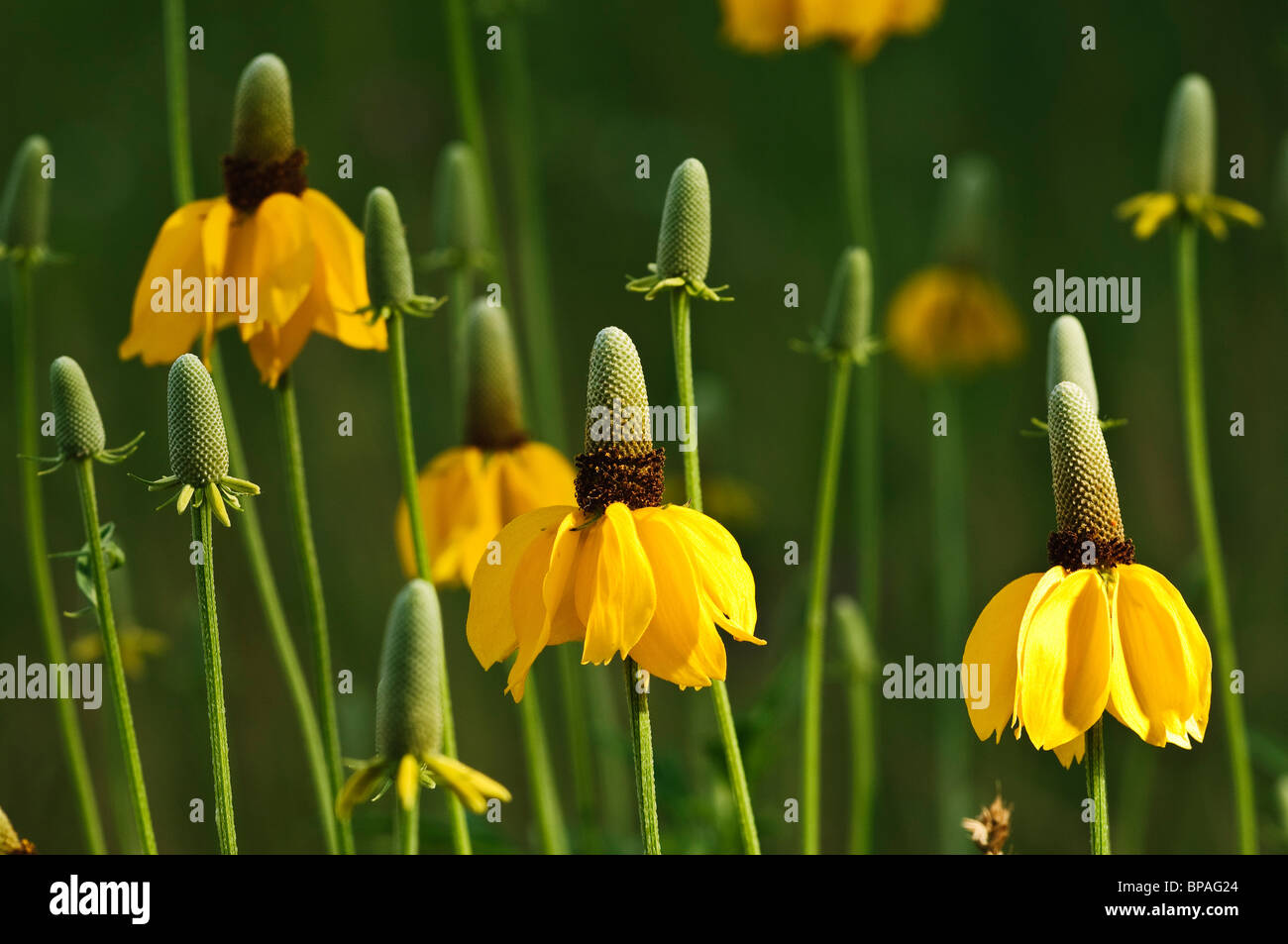 The Upright Prairie Coneflower is one of the dominant species on the prairie. It is a perennial with a spreading root system. Stock Photo