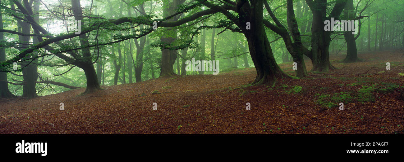 Woodland in the The Trossachs, Scotland Stock Photo Alamy