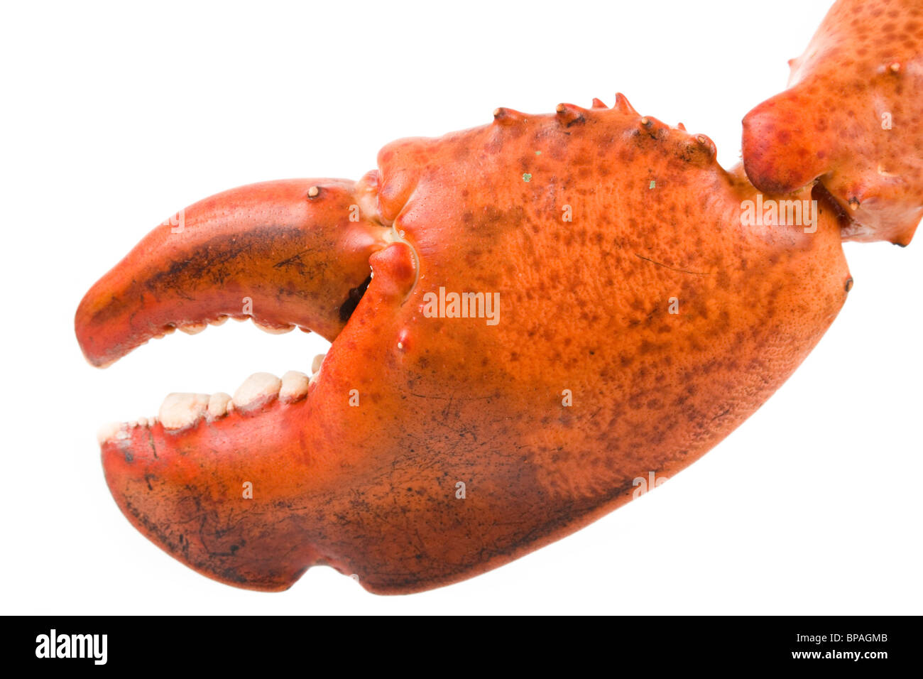 Lobster claw with white background Stock Photo Alamy