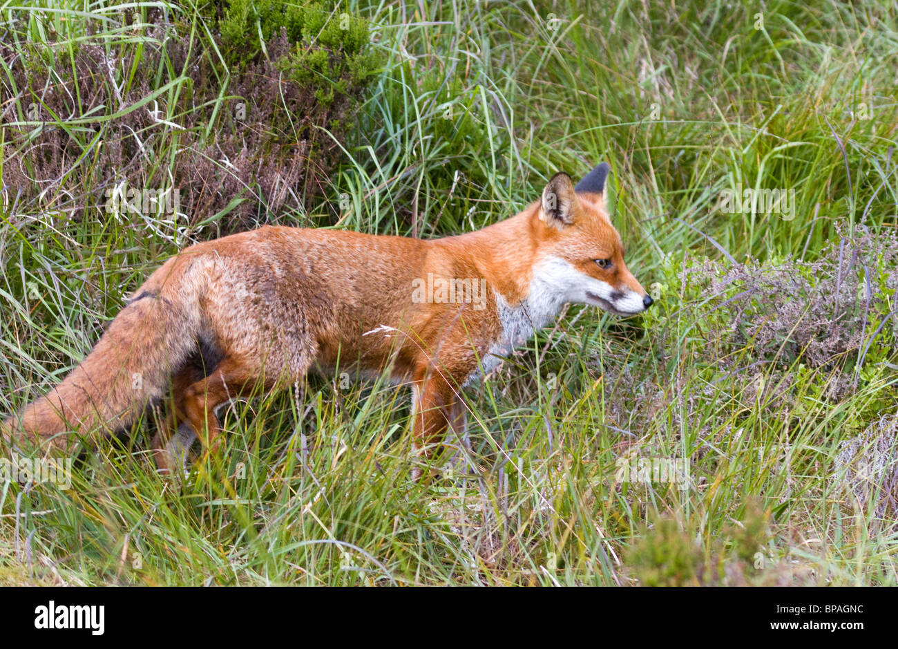 red fox,vulpes vulpes,in cooley mountains,Ireland Stock Photo