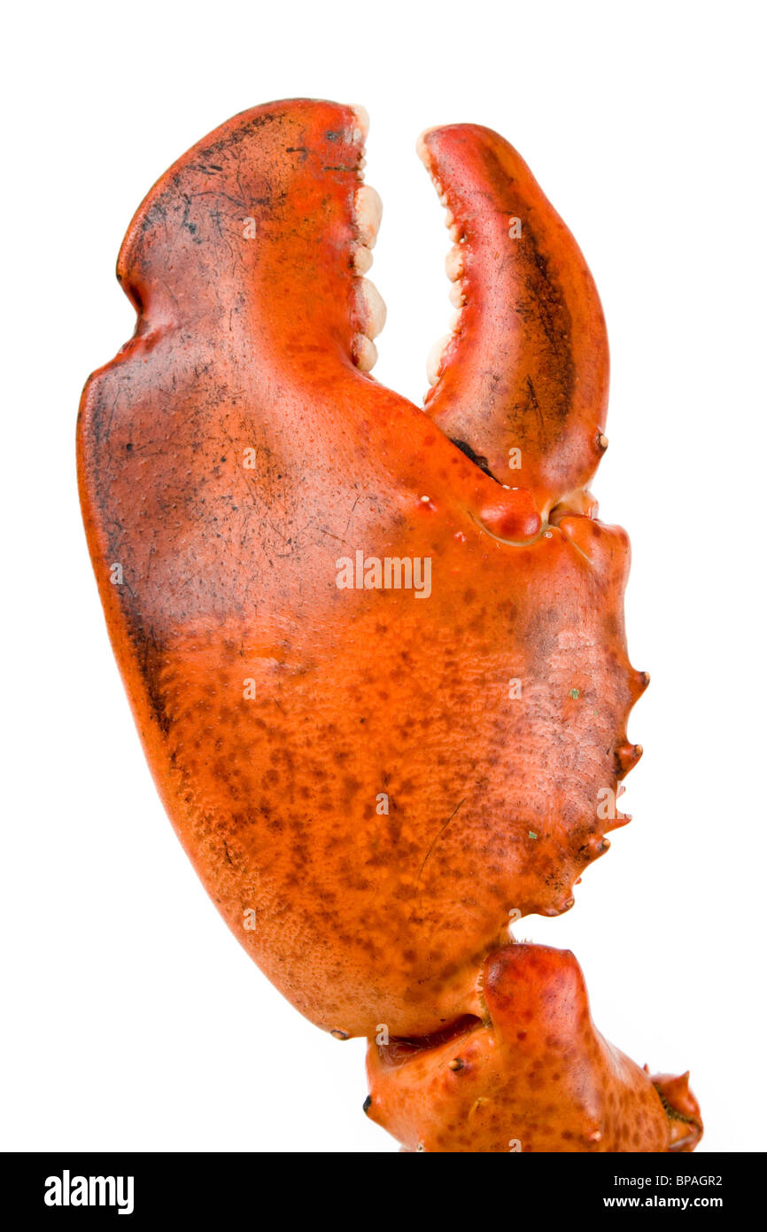 Lobster claw with white background Stock Photo - Alamy