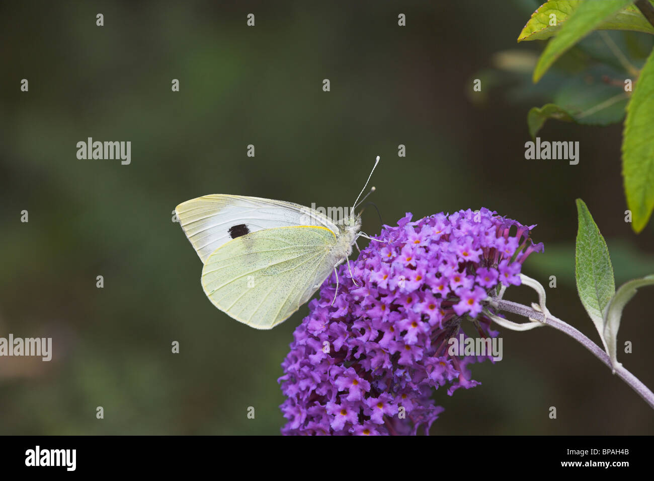 Large White Pieris brassicae female butterfly nectaring on Buddleia in quarry at Bere Regis, Dorset in July. Stock Photo