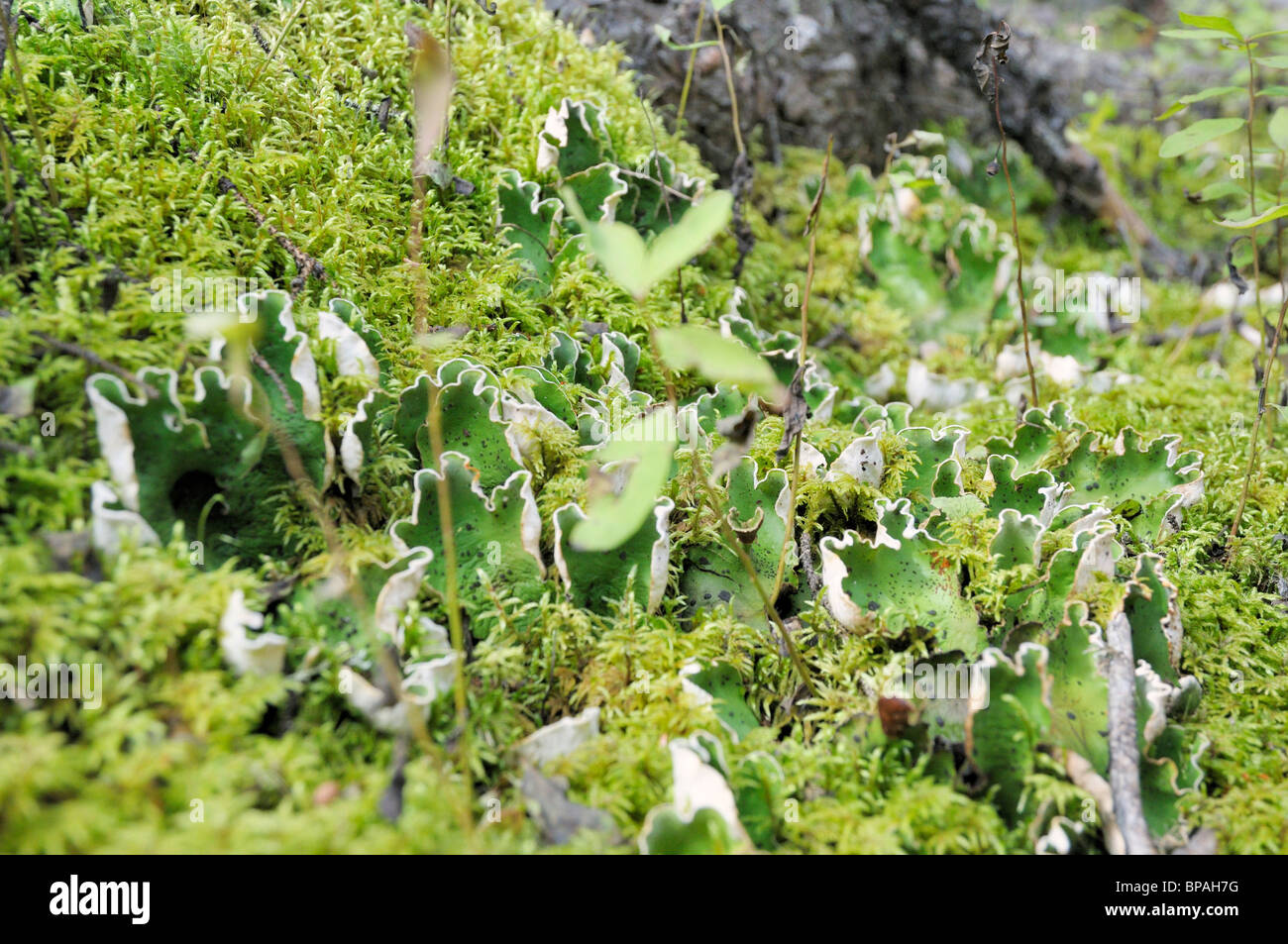 Fungus along the Grey Owl trail, Prince Albert National Park. Stock Photo