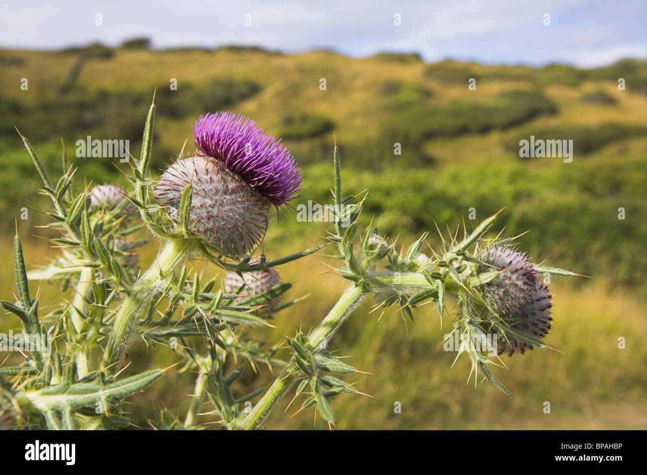 Woolly Thistle Cirsium eriophorum in flower at Durlston Country Park, Dorset in July. Stock Photo