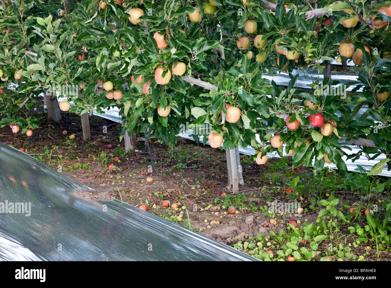 Gala Apple Tree Stock Photos & Gala Apple Tree Stock Images Alamy