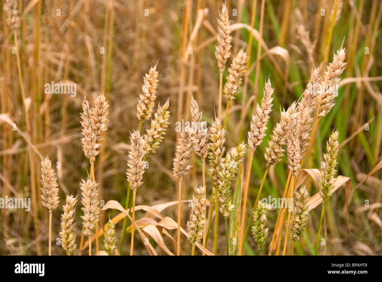 Wheat Husk High Resolution Stock Photography and Images Alamy