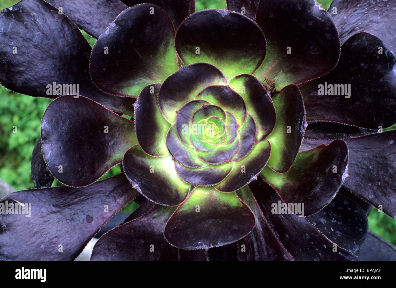 Aeonium 'Voodoo', perennial succulent succulents garden plant plants ...