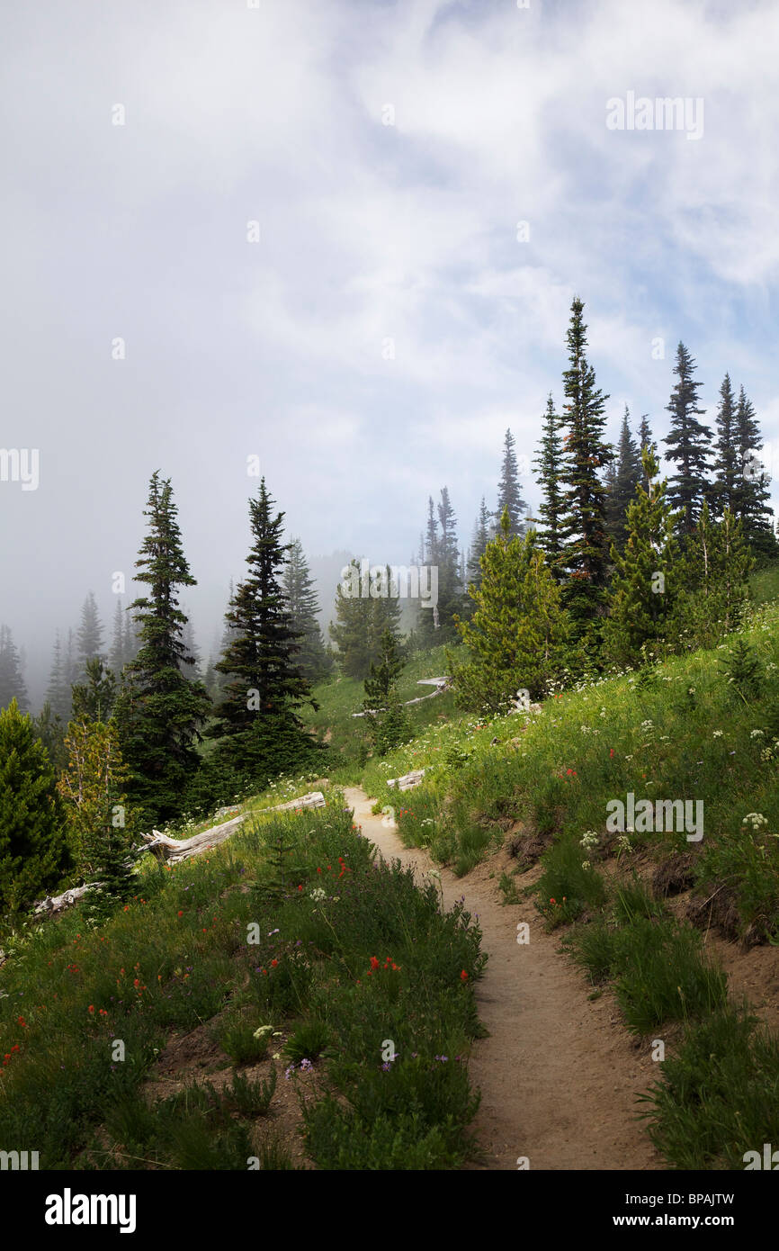 Path through Sunrise Meadow. Mount Rainier National Park, Washington. Stock Photo