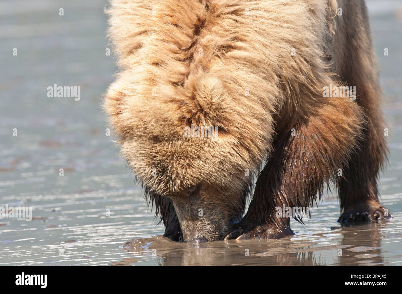Stock photo of a blonde-phase Alaskan coastal brown bear digging for ...