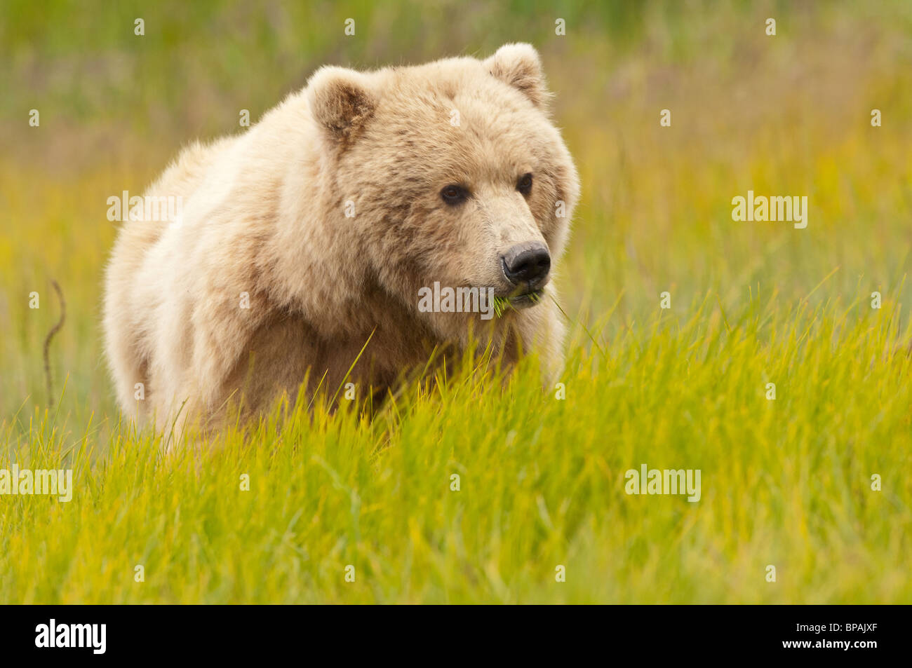 Stock photo of an Alaskan blonde-phase brown bear in a meadow of golden grasses. Stock Photo