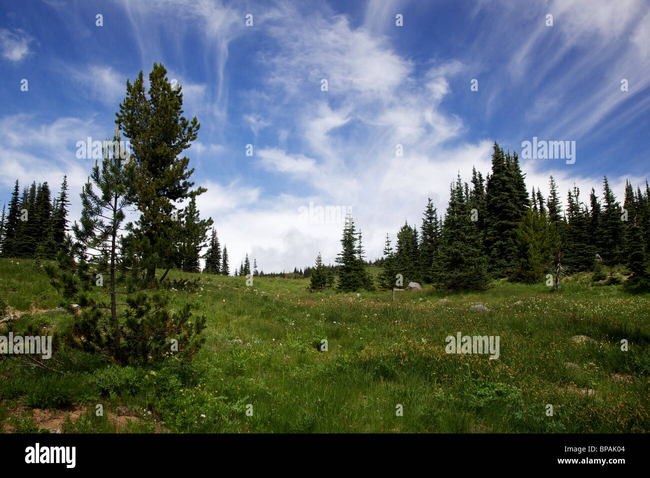 Alpine meadow. Mount Rainier National Park, Washington Stock Photo