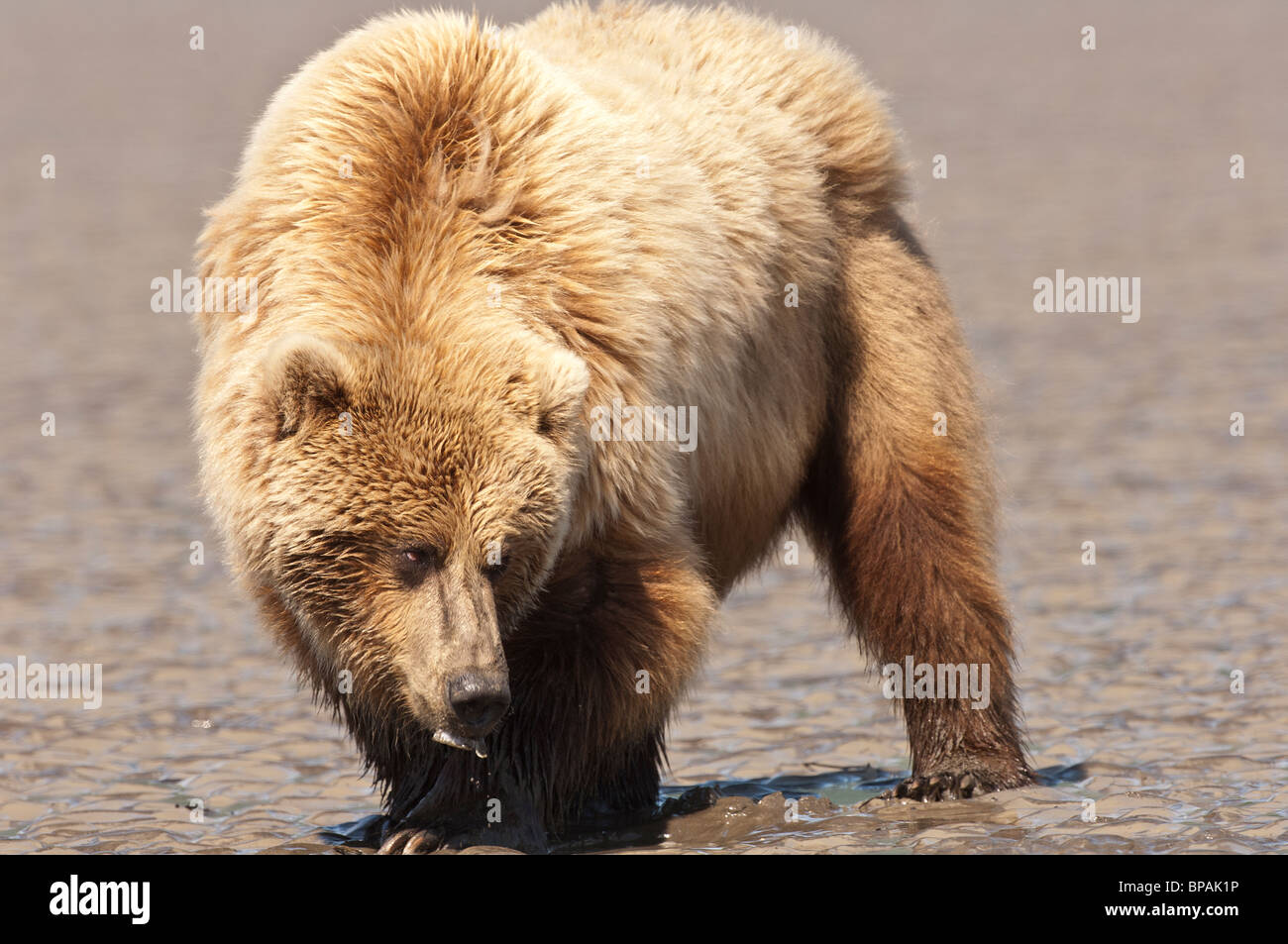Stock photo of a blonde-phase Alaskan coastal brown bear digging for ...