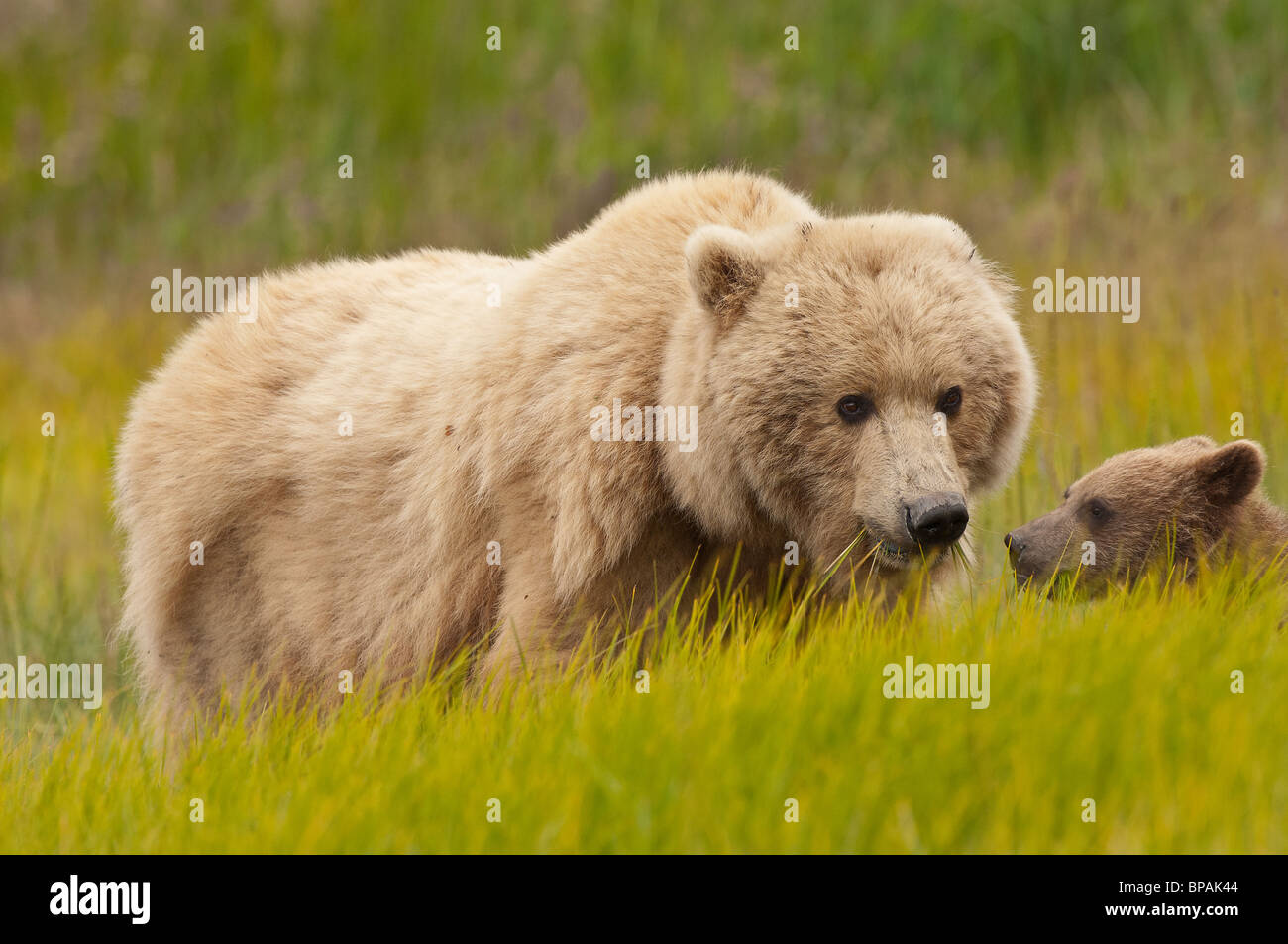 Stock photo of an Alaskan blonde-phase brown bear in a meadow of golden grasses. Stock Photo