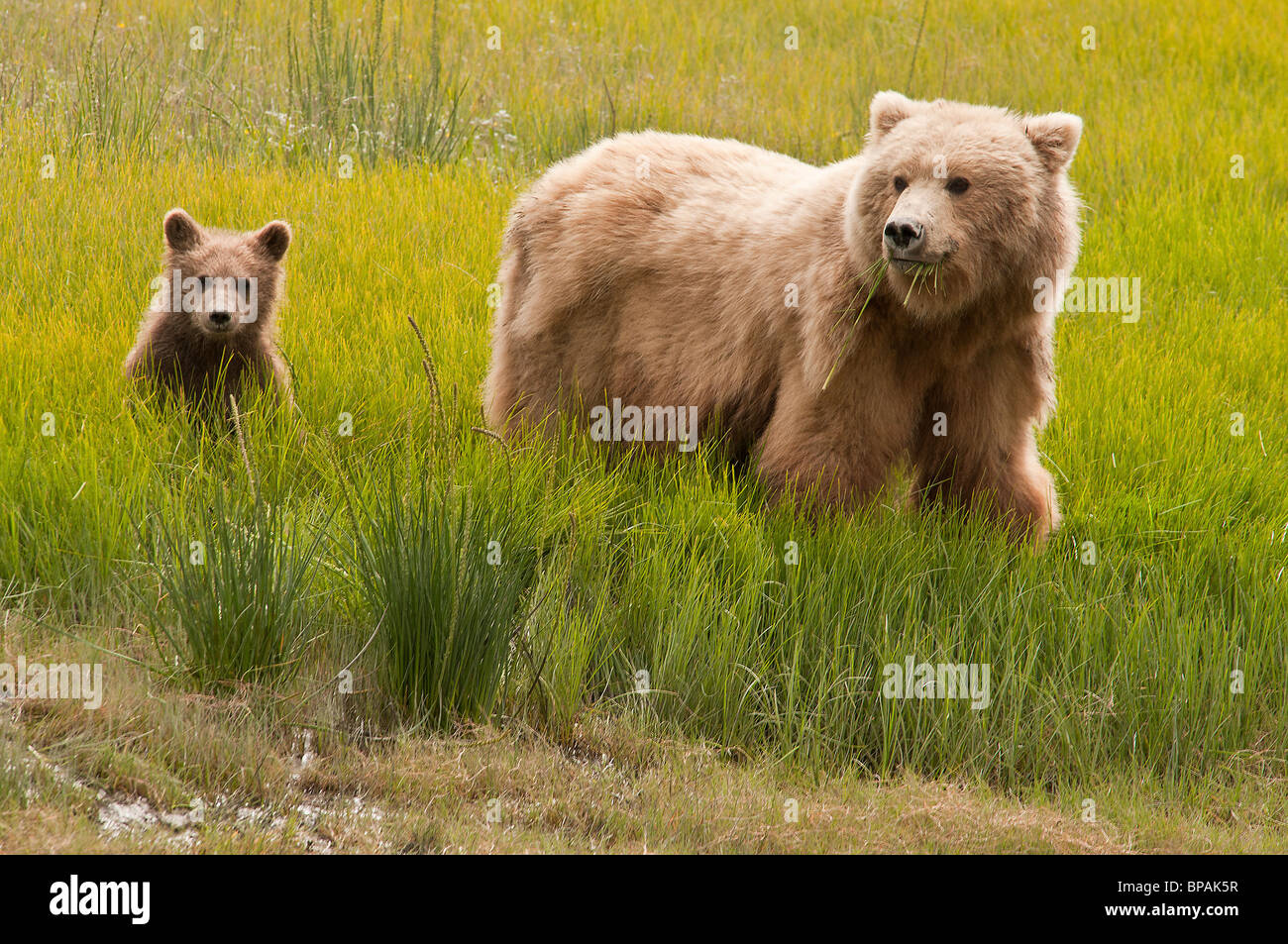 Stock photo of a brown bear cub sitting by his mother in a meadow, Lake ...