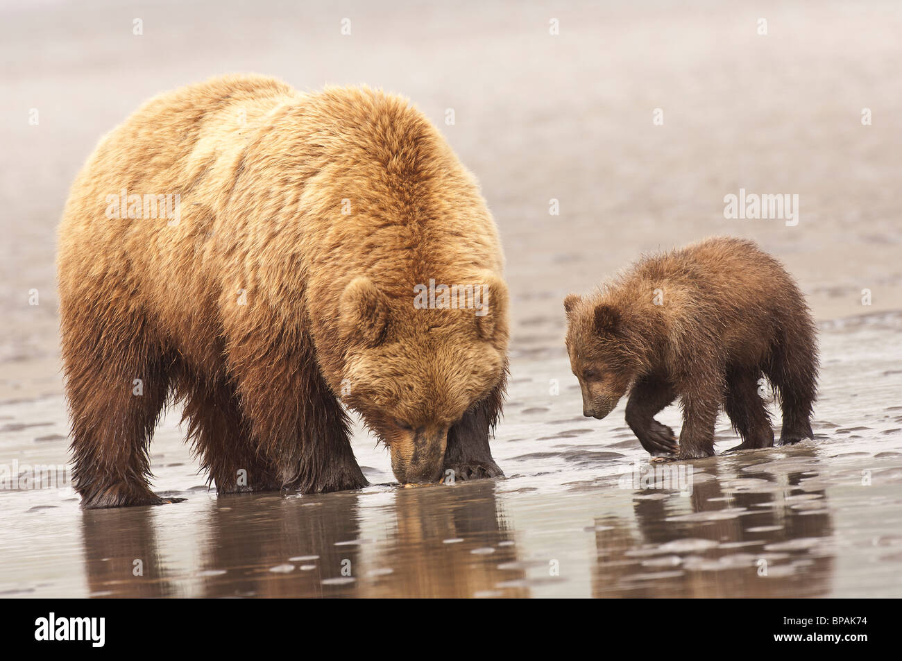 Stock photo of a mother brown bear teaching her cub to go clamming on ...