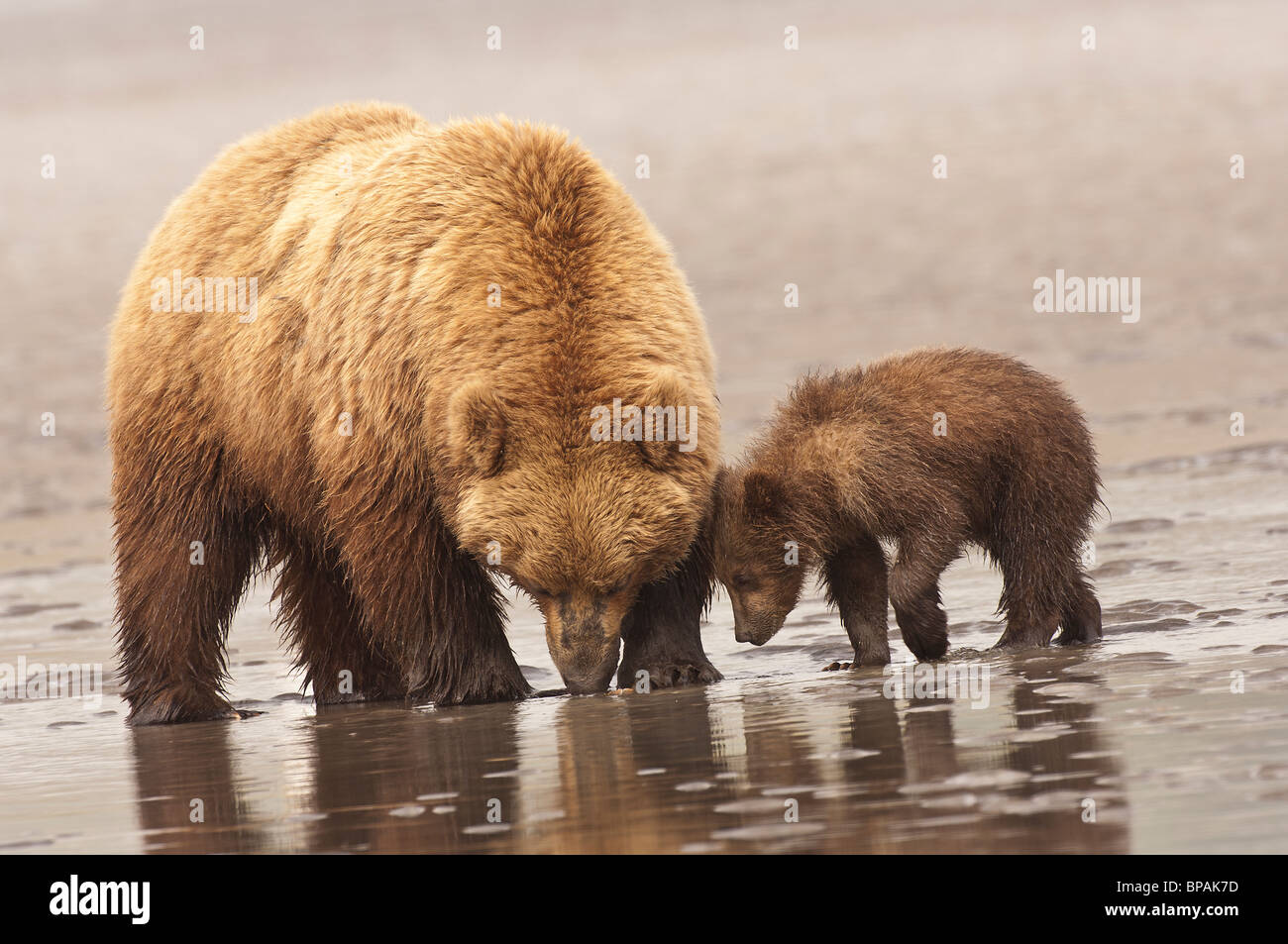 Stock photo of a mother brown bear teaching her cub to go clamming on ...