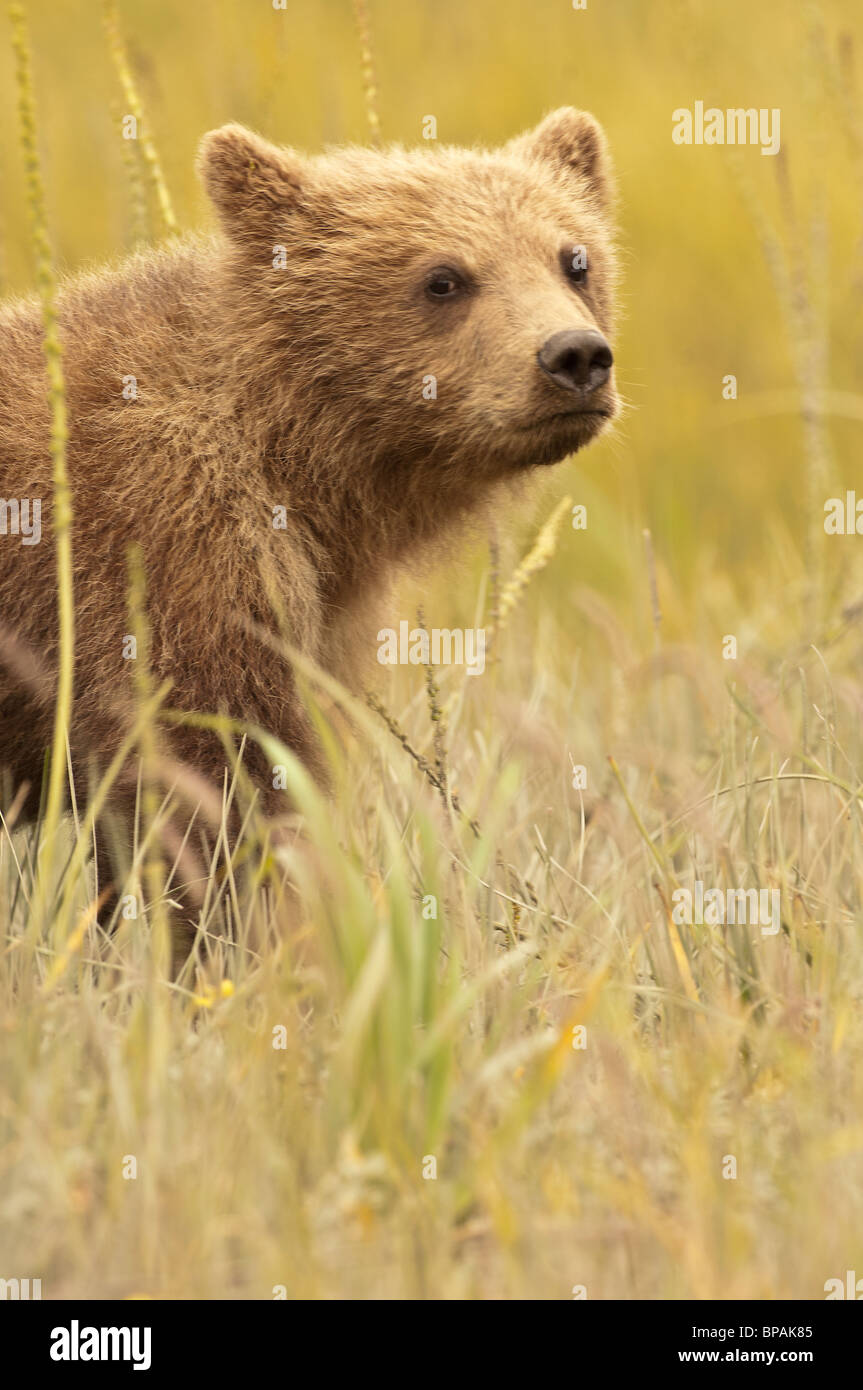 Stock photo of an Alaskan brown bear cub in a sedge meadow Stock Photo ...