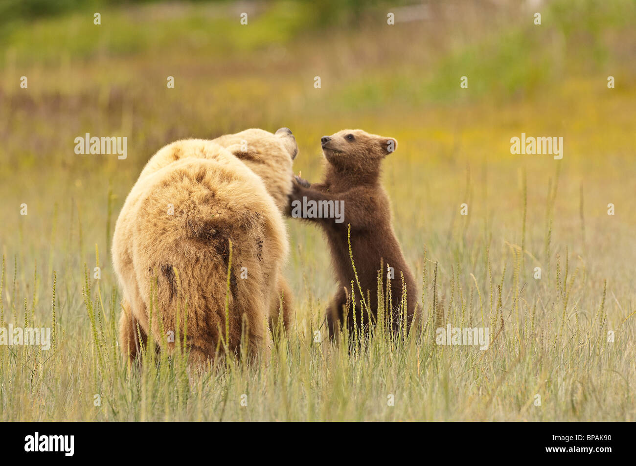 Stock photo of an Alaskan coastal brown bear sow and cub playing in a ...