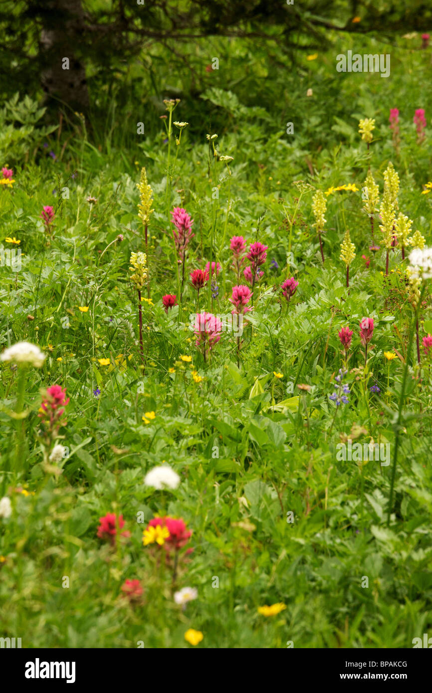 Magenta and scarlet paintbrush, bracted lousewort and other wildflowers. Sunrise Meadow. Mt. Rainier National Park. Stock Photo