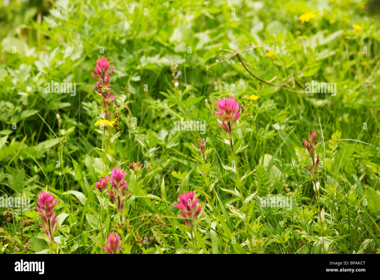 Magenta paintbrush (Castilleja parviflora). Sunrise Meadow. Mt. Rainier National Park. Stock Photo