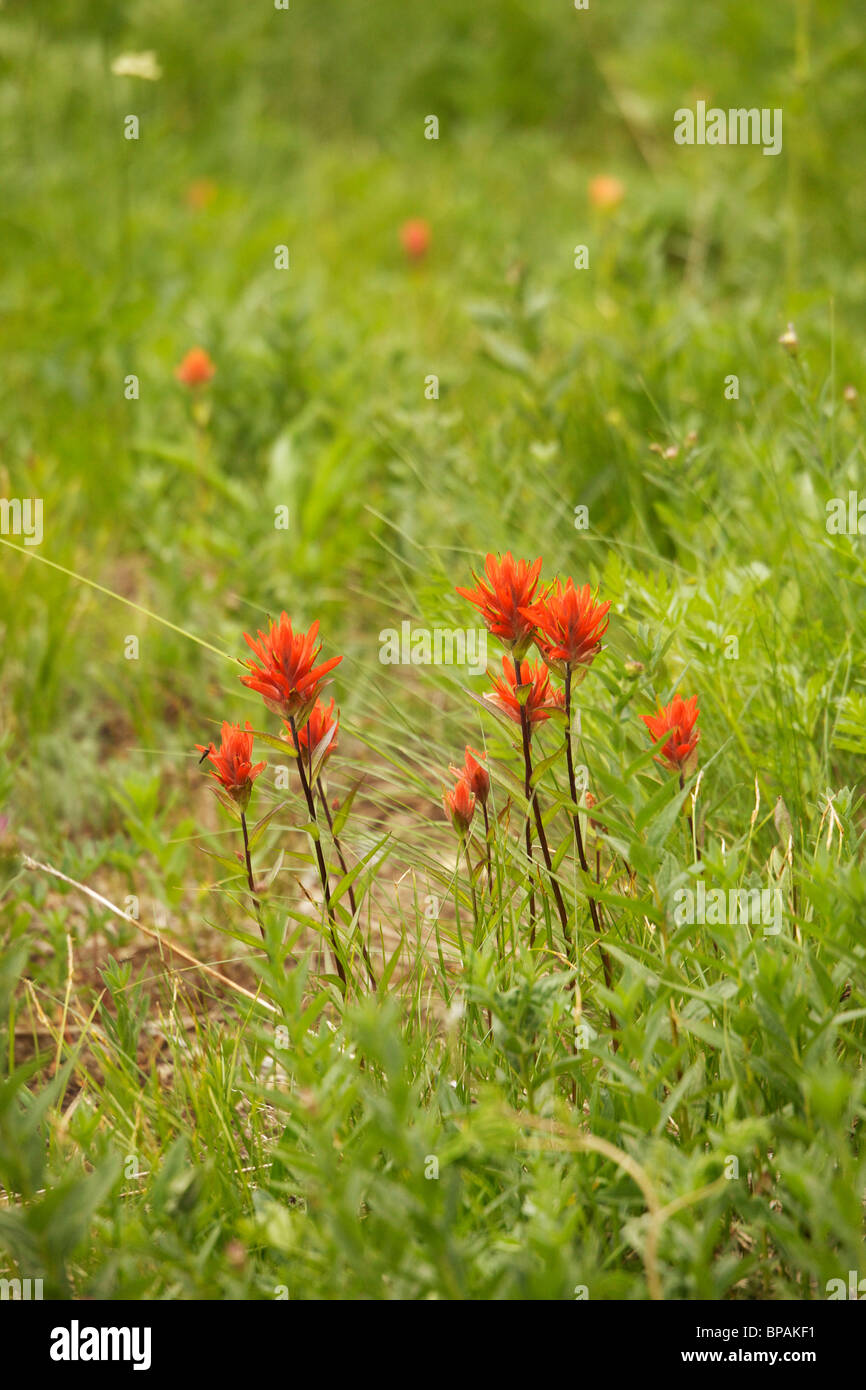 Scarlet paintbrush (Castilleja miniata). Sunrise Meadow, Mt Rainier National Park, Washington. Stock Photo
