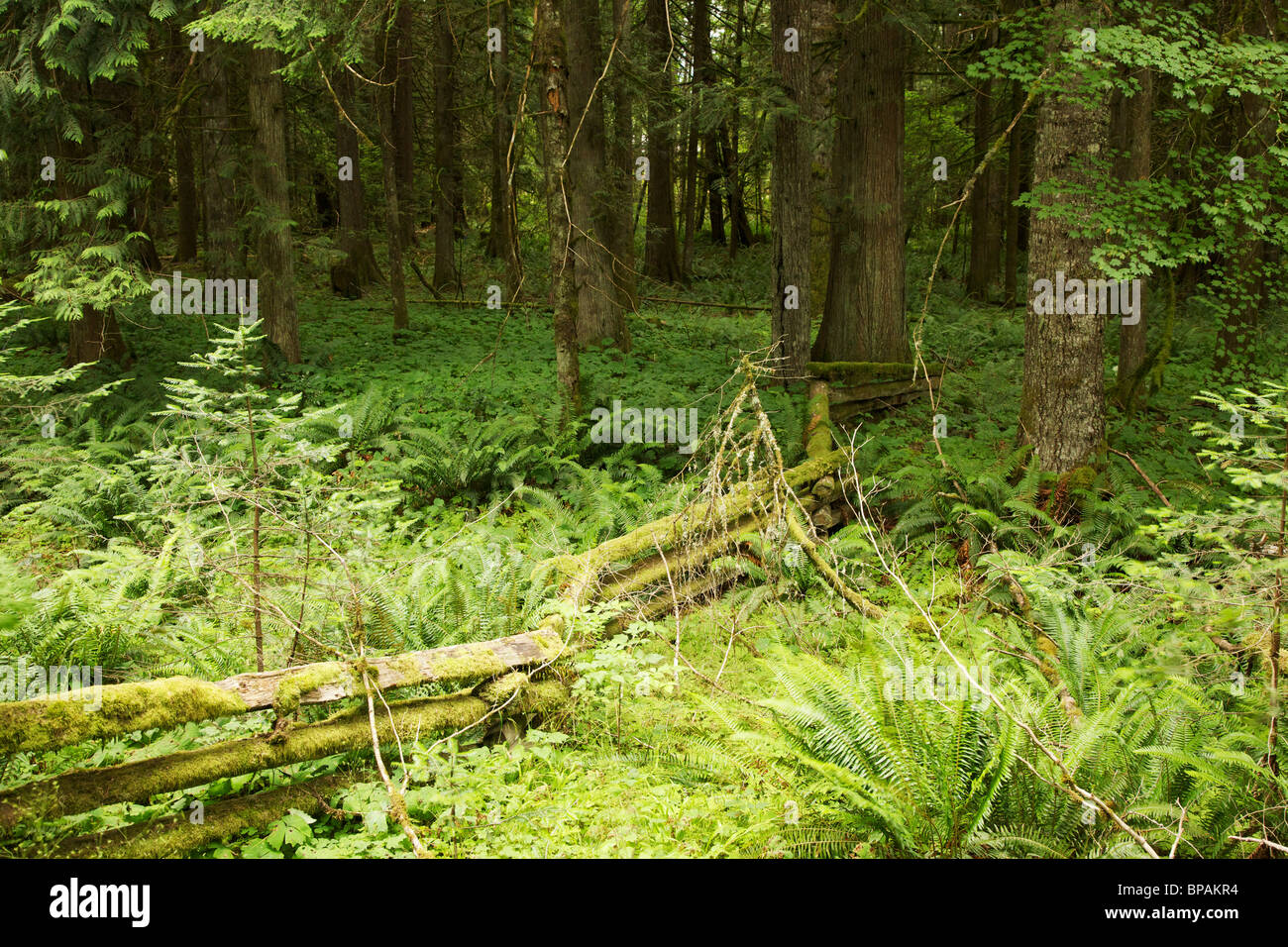 Split rail fence marking park boundary. Longmire, Mt Rainier National Park, Washington. Stock Photo
